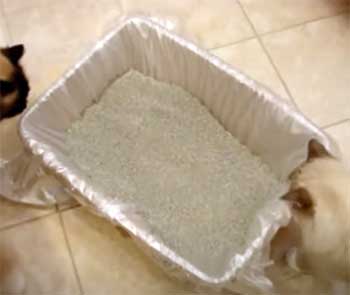 DIY Liners for cat