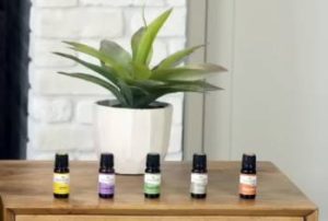 Read more about the article Plant Therapy Essential Oils Review – Is It Worth It/