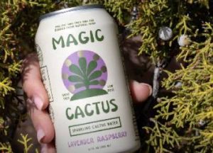 Read more about the article Magic Cactus Drink Reviews From My Personal Experience