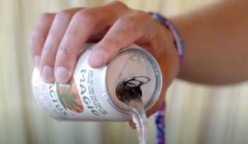 magic cactus drink