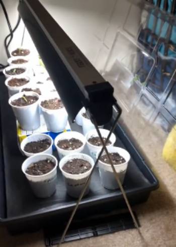 ferry morse seeds
