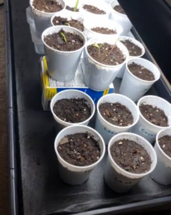ferry morse seeds