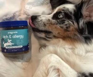 Read more about the article PupGrade Itch and Allergy Review From My Honest Experience