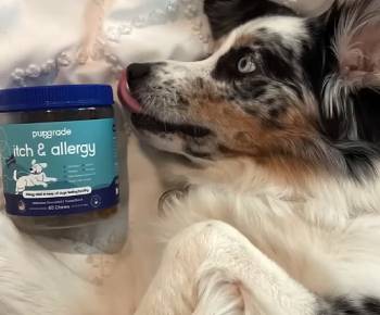 pupgrade itch and allergy