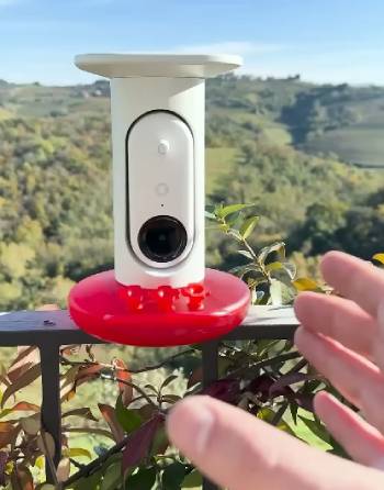 bird buddy hummingbird feeder