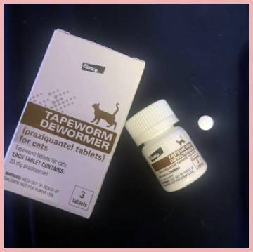 elanco tapeworm dewormer