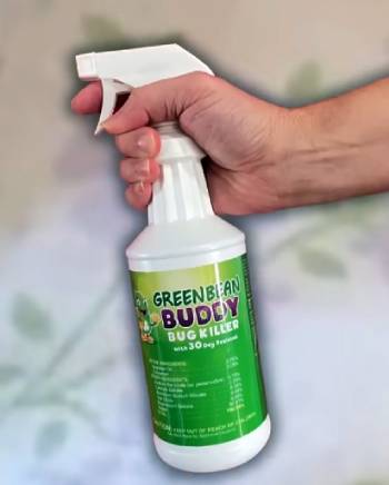green bean buddy